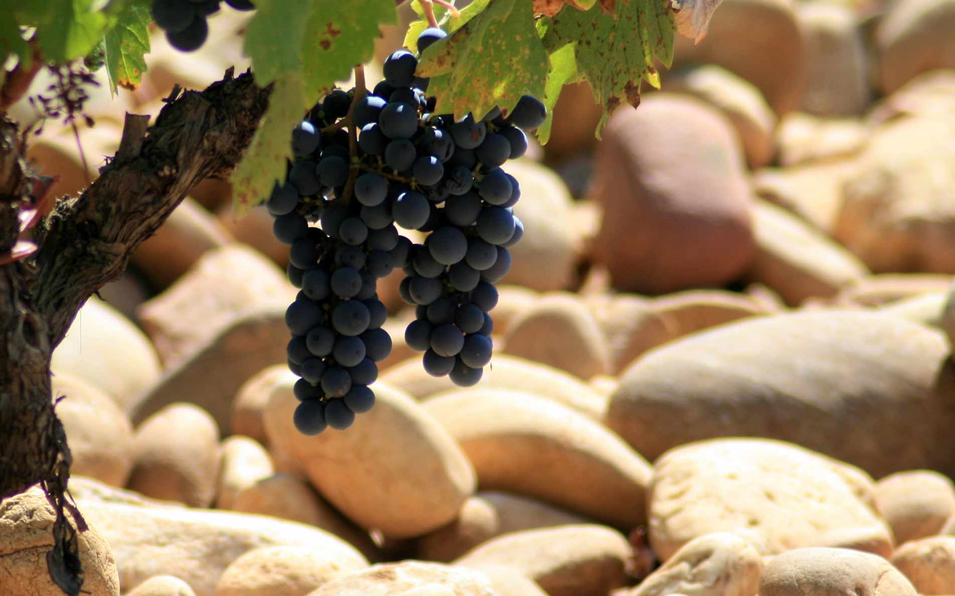 Rhône - en guide til en af verdens ældste vinregioner