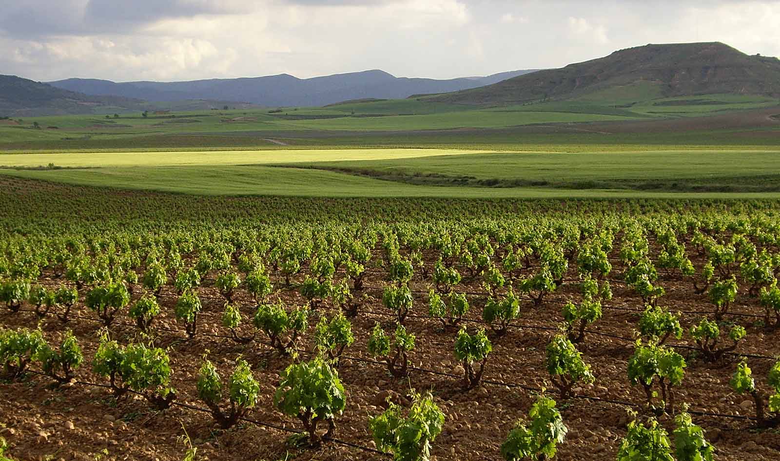 Rioja-vin - fra Crianza til Gran Reserva