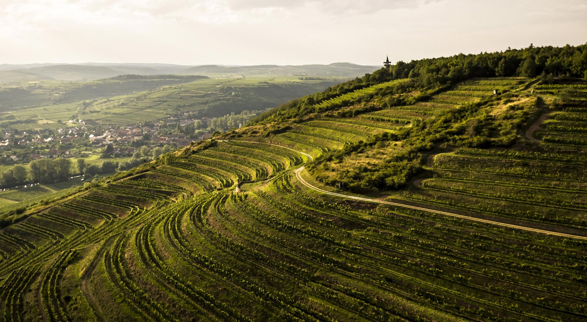 Guide til østrigsk vin