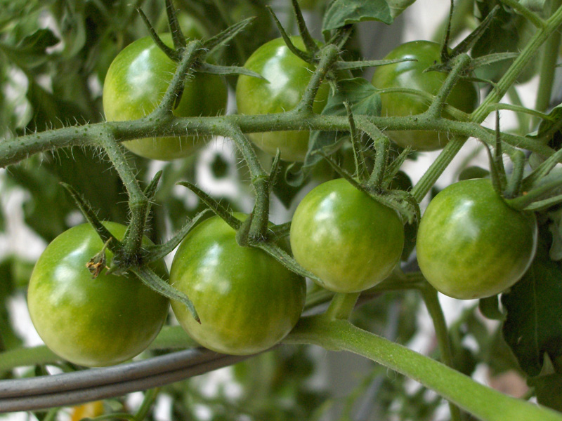 Tomatmarmelade med grønne tomater og salvie